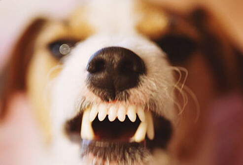 Dog Health: Behavioral Problems in Dogs