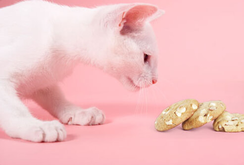 Cat Health: Foods Harmful to Cats