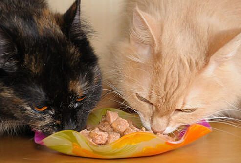 Cat Health: Foods Harmful to Cats