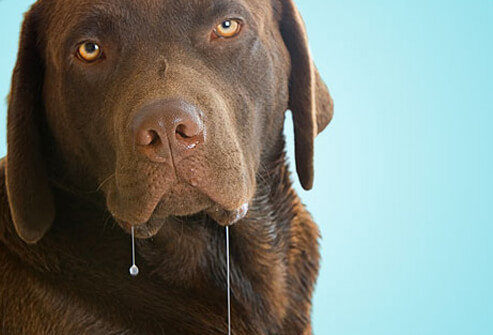 Dog Health: Is Your Dog Normal