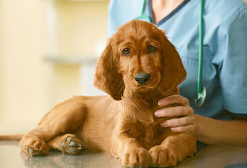 Dog Health: Taking Care of Your Puppy