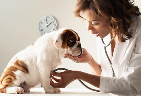 Dog Health: Taking Care of Your Puppy